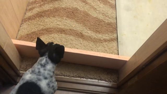 Французский бульдог Лира становится на задние лапки 🐾 смотреть онлайн