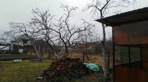 Не может быть!!! Обрезка плодовых деревьев зимой Можно ли так делать?
