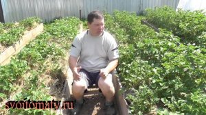 Картофель под сеном. Ответы на вопросы