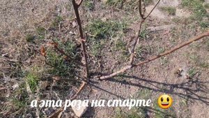 Краснодарский край, посёлок Ильич. К нам пришла весна!