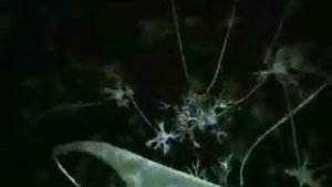 Нервный импульс