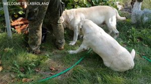 Сборщики винограда) Эль 11 лет и Вильям 6 лет