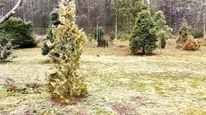 Дневник садовода 2 ноября 2021. Почти зима в Подмосковном саду