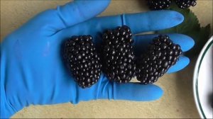 НАТЧЕЗ!  Эта ежевика никогда не потеряет популярность .....