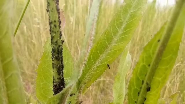 Кто тлю выращивает, а кто ест смотреть онлайн