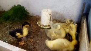 Башкирские утята. Как отличить утку от селезня в раннем возрасте. Выбираем уток на племя.