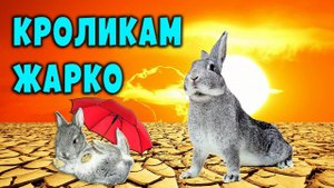Кроликам жарко / Как спасти кроликов от жары