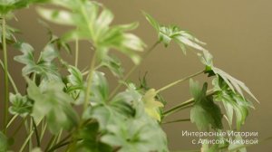 Парень притворился бедным, чтобы проверить любовь. Результатом он был шокирован...