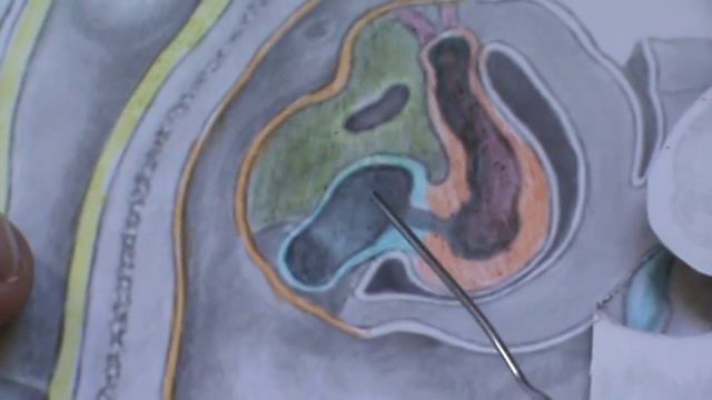 PRÁCTICA 4 EMBRIOLOGÍA.EMBRION 3 MM смотреть онлайн