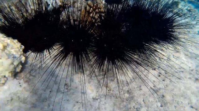 Морские рифовые животные, иглокожие в бухте Сахль-Хашиш. Красное море. Египет. смотреть онлайн