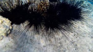 Морские рифовые животные, иглокожие в бухте Сахль-Хашиш. Красное море. Египет.