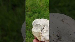 Экскурс по лечебным травам