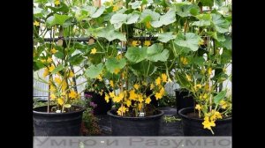 Огурцы будут здоровыми благодаря фитоспорину аж до осени