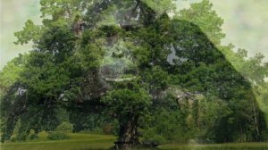 24 хромосомы