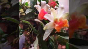 Дендробиум bellatulum.