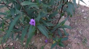 Petunia Messicana (Ruellia brittoniana) purifica l'aria