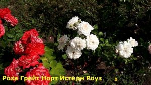 4 РОЗЫ - Новинки, мощные кусты с букетным цветением! А тут еще и бутоны сказочной красоты, до 10 см