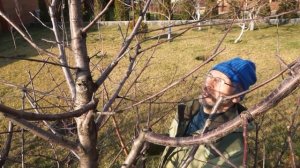 Как обрезать вишню. Что важно?