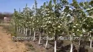 Груша Конференция на подвое S- 1. Питомник Маценко.