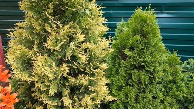 Черенкование на УРА!!!?Сад мечты своими руками! смотреть онлайн