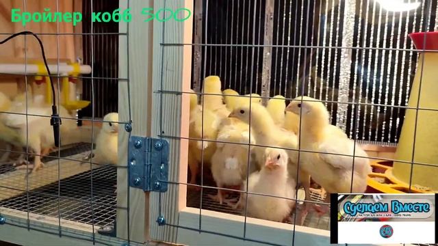 Бройлер КОББ 500 в зимнем курятнике (Часть 3. 11 суток после заселения) смотреть онлайн
