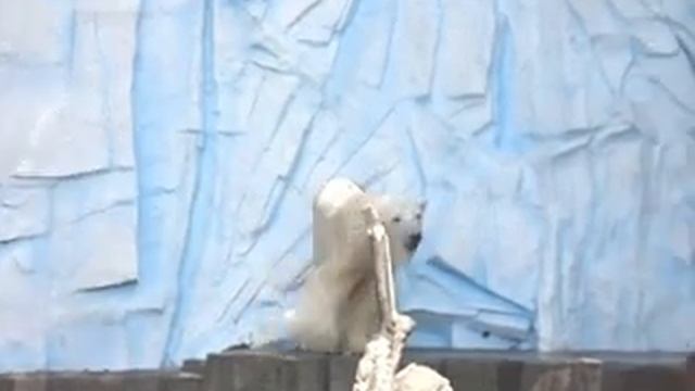 polar bear in Ueno смотреть онлайн