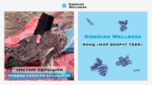 Чистим перышки: помощь редким соколам-балобанам