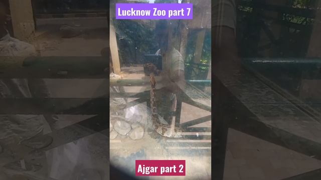 Lucknow Zoo part 7 python lovers ♥️ #lucknowzoo #zoo #python support for 1k subscribers ♥️