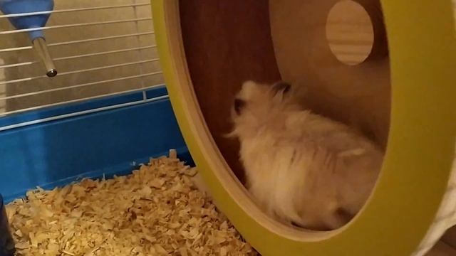 ПЕРЕСТАНОВКА В КЛЕТКЕ ХОМЯКА смотреть онлайн