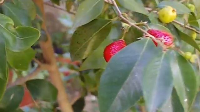 eugenia repanda, ñangapiré negro, fructificando feb 2017 смотреть онлайн