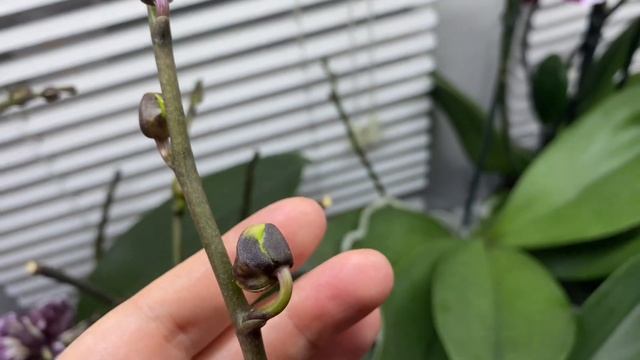 Зимнее цветение орхидей, начало. Прогулка по любимому окошку! Беларусь. Мозырь. 13.12.21❄️☕️❄️☕️❄️☕ смотреть онлайн