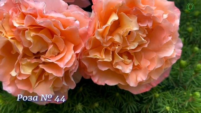 Сравниваем любимые красавицы! Роза № 44 и роза № 45. Питомник растений Е. Иващенко. смотреть онлайн