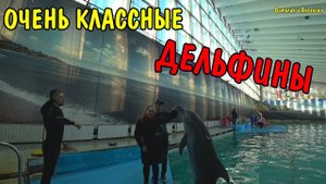 ВЛОГ : ДЕЛЬФИНАРИЙ ГОРОД САНКТ-ПЕТЕРБУРГ