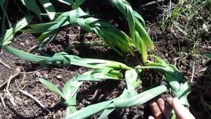 Нарцисс. Отцвели нарциссы,обрезать или нет, листья ?