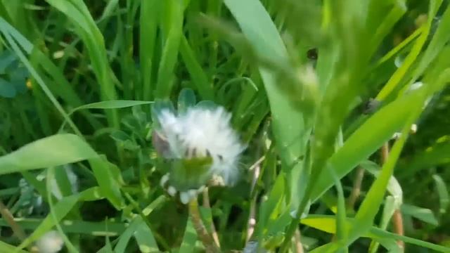 САМВЕЛ АДАМЯН СЕСТРА ПОДТВЕРДИЛА ЧТО ДЕЛАЛА МАТЬ.В НЕЁ ВСЕЛИЛСЯ ДЬЯВОЛ смотреть онлайн