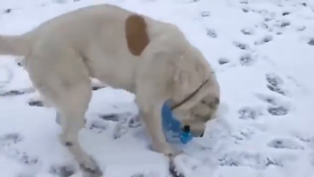 алабай против тигр смотреть онлайн