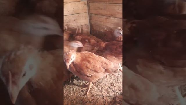 #Shorts Фокси чик как бройлеры на яйца. смотреть онлайн