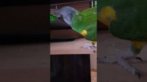 Сенегальский попугай