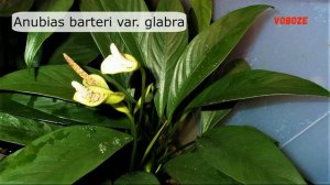Аквариумное растение Анубиас Бартера, содержание в аквариуме, размножение, уход.
