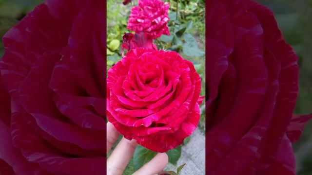 #Цветы#красота#круглый год#
