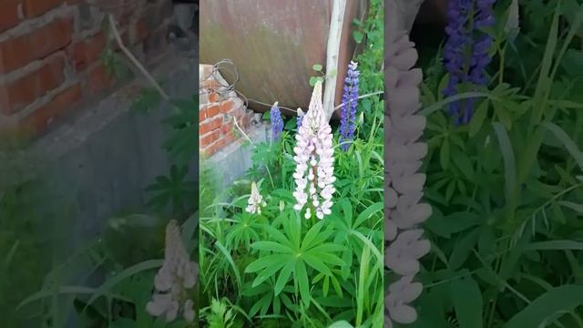 Люпины! Дача в Чувашии смотреть онлайн