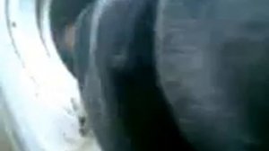 киску отжали