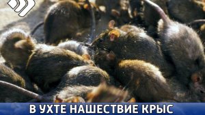 В Ухте нашествие крыс!