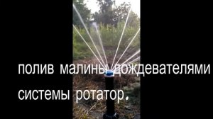 Полив малины
