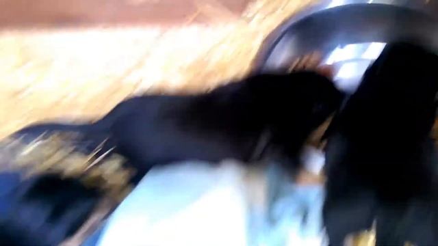 Jack Russell Puppies - 3 Weeks Old (Black and Tan) смотреть онлайн