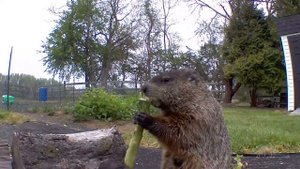 Сурок ест овощи Прикольный сурок