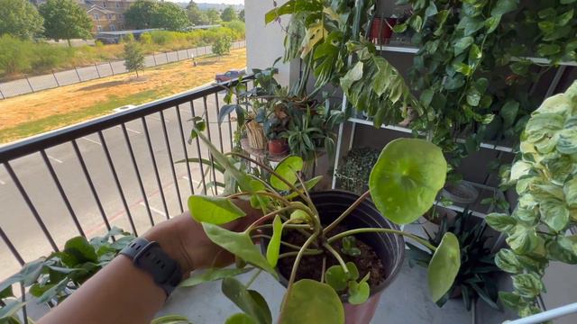Balcony Plant Chores | Watering Plants with The Watering Hose?! 💚🪴 смотреть онлайн