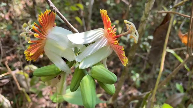 En Los Charcos de Osa. Passiflora pittieri Mast. "Granadilla" смотреть онлайн