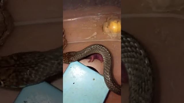 Кормление полоза Оливии заморозкой голышами. Лёгкий перекус. смотреть онлайн
