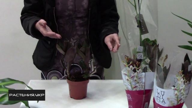 Орхидея Лудизия или орхидея драгоценная / как ухаживать за орхидеей?